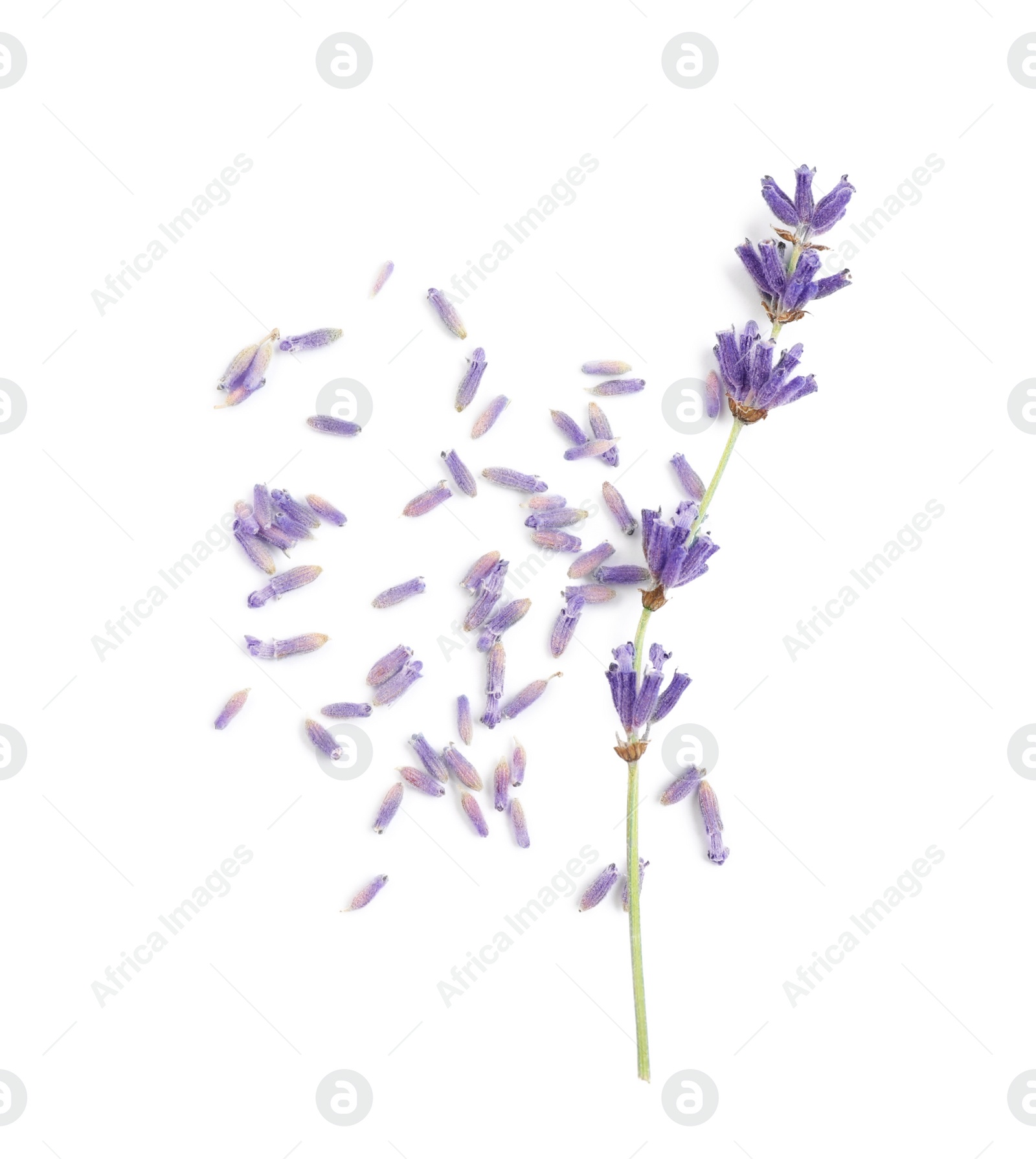 Photo of Beautiful purple lavender flowers on white background, top view