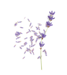 Beautiful purple lavender flowers on white background, top view