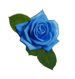 Image of Beautiful blooming light blue rose on white background