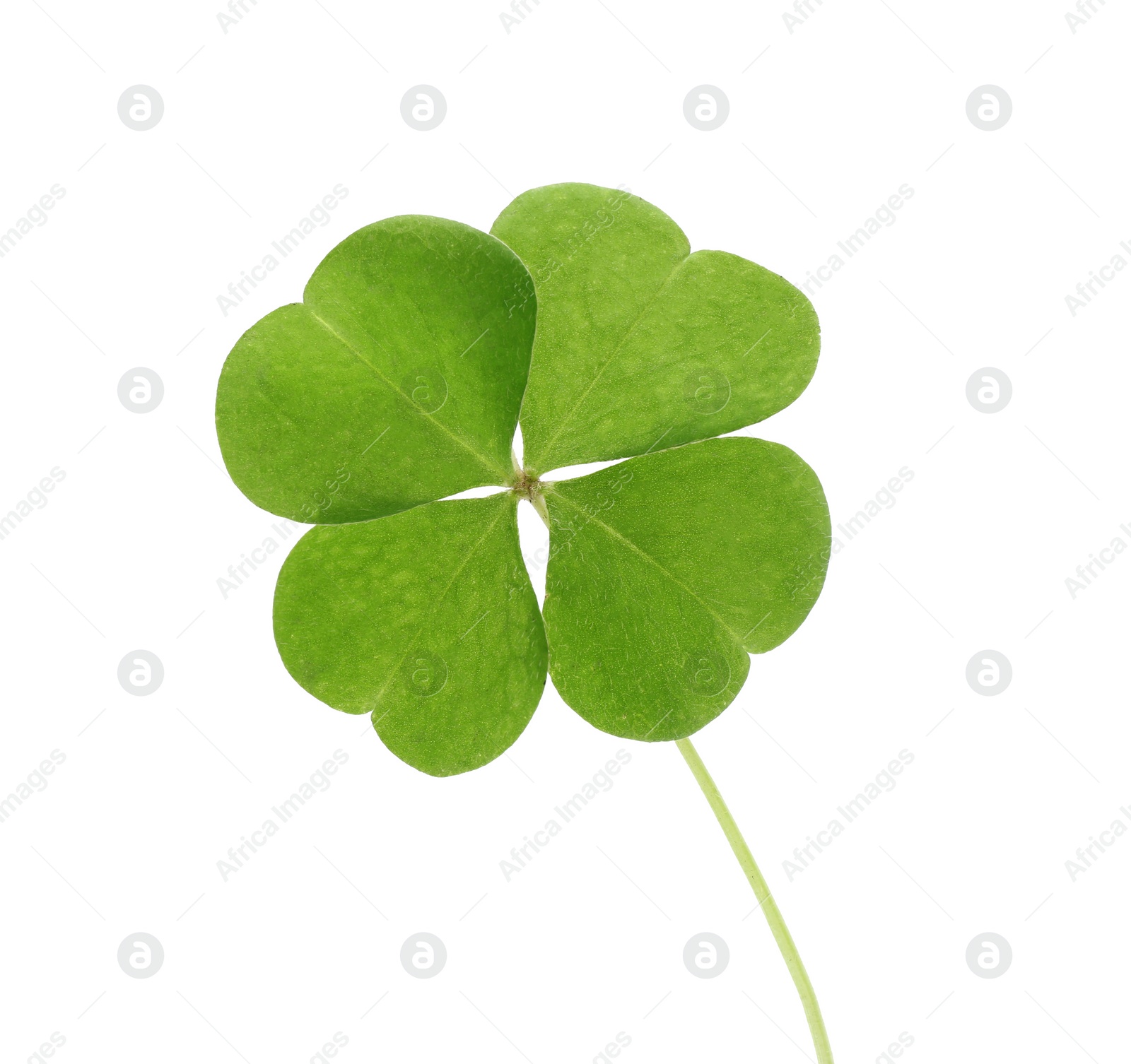 Photo of Beautiful green four leaf clover isolated on white