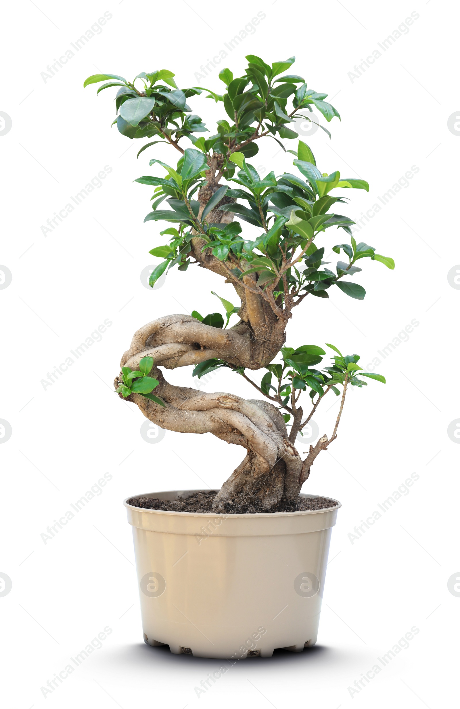 Image of Beautiful bonsai tree in pot isolated on white 