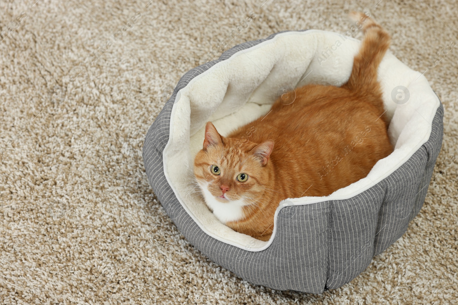 Photo of Cute ginger cat lying on pet bed at home. Space for text