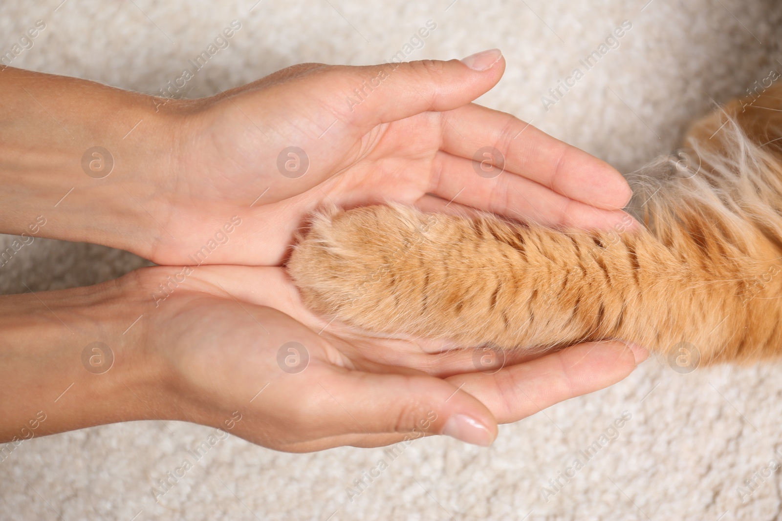 Photo of Woman and cat holding hands together on light carpet, top view