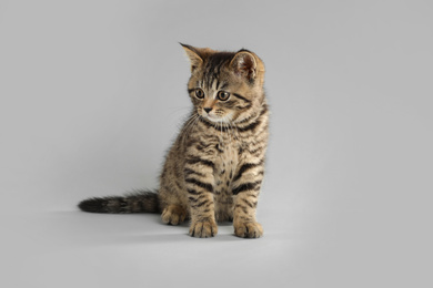 Cute tabby kitten on light grey background. Baby animal