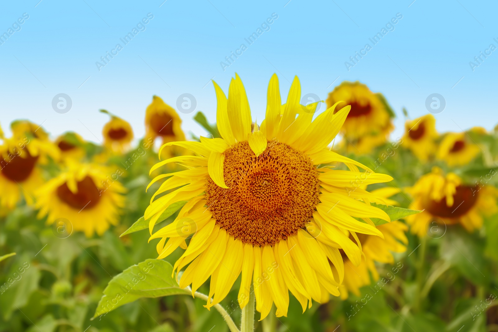 Photo of Field of yellow sunflowers on summer day, closeup