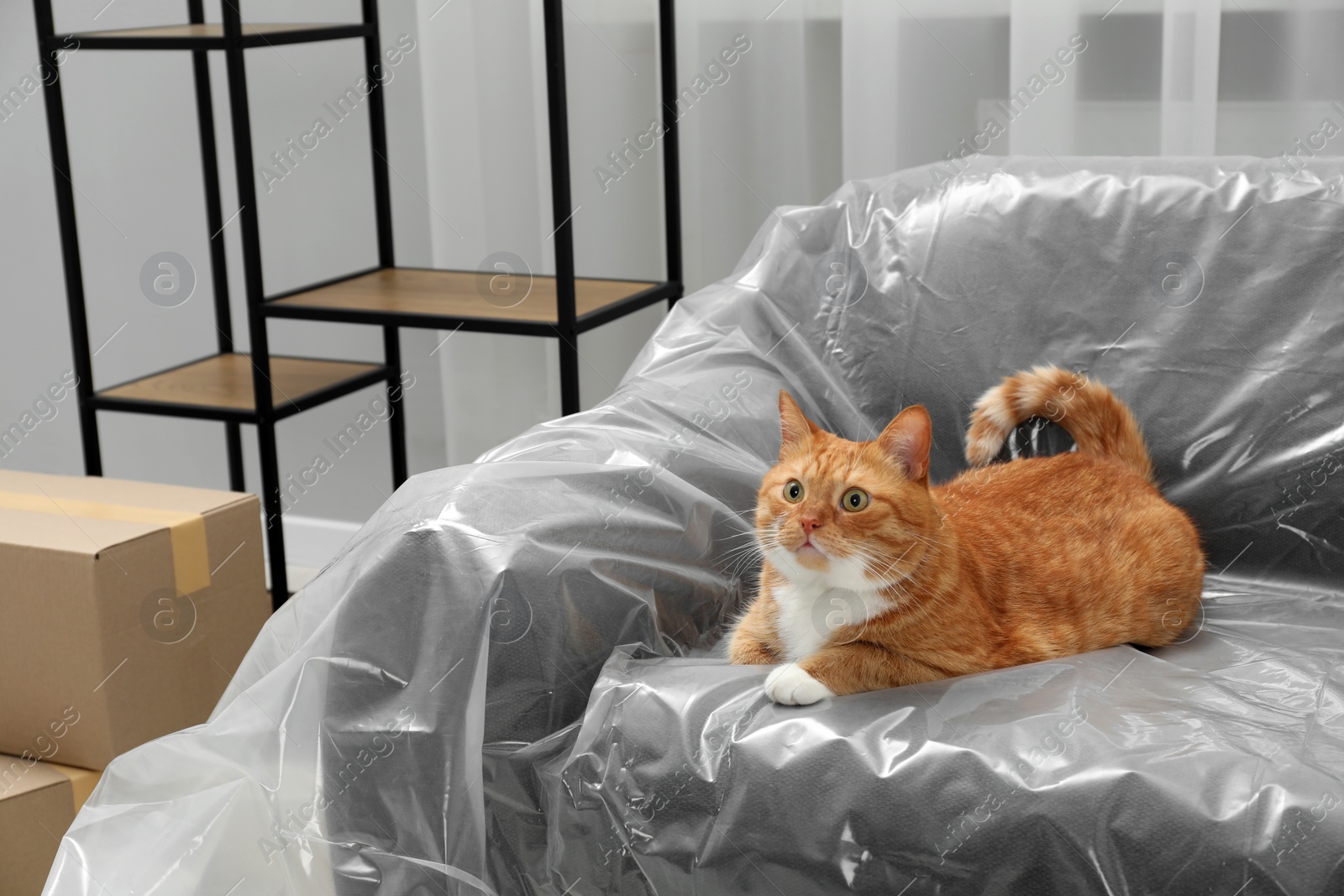 Photo of Cute ginger cat resting on sofa covered with plastic film at home