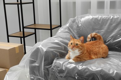 Cute ginger cat resting on sofa covered with plastic film at home