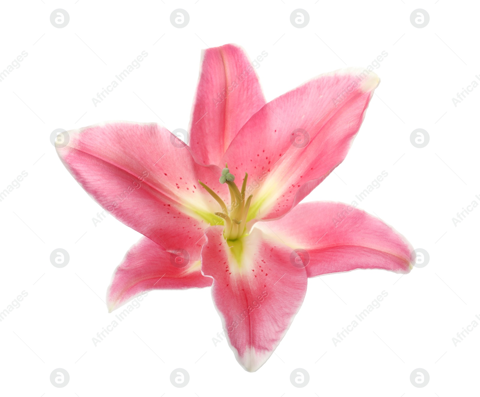 Photo of Beautiful pink lily flower isolated on white