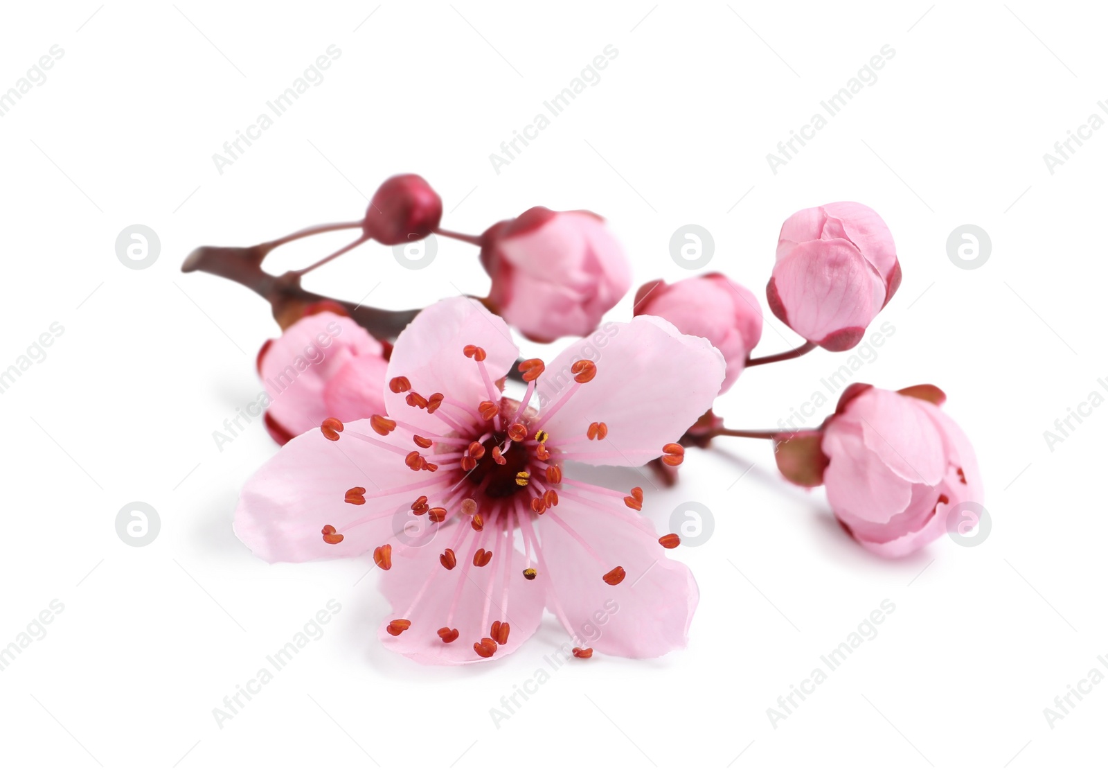 Photo of Beautiful pink sakura tree blossoms isolated on white