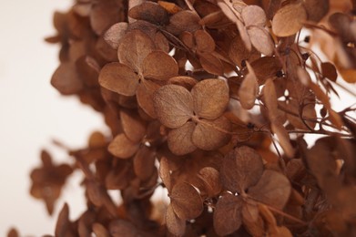 Beautiful dried hortensia flowers on white background, closeup