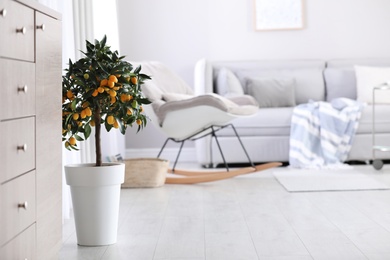 Photo of Potted kumquat tree with ripening fruits indoors. Interior design