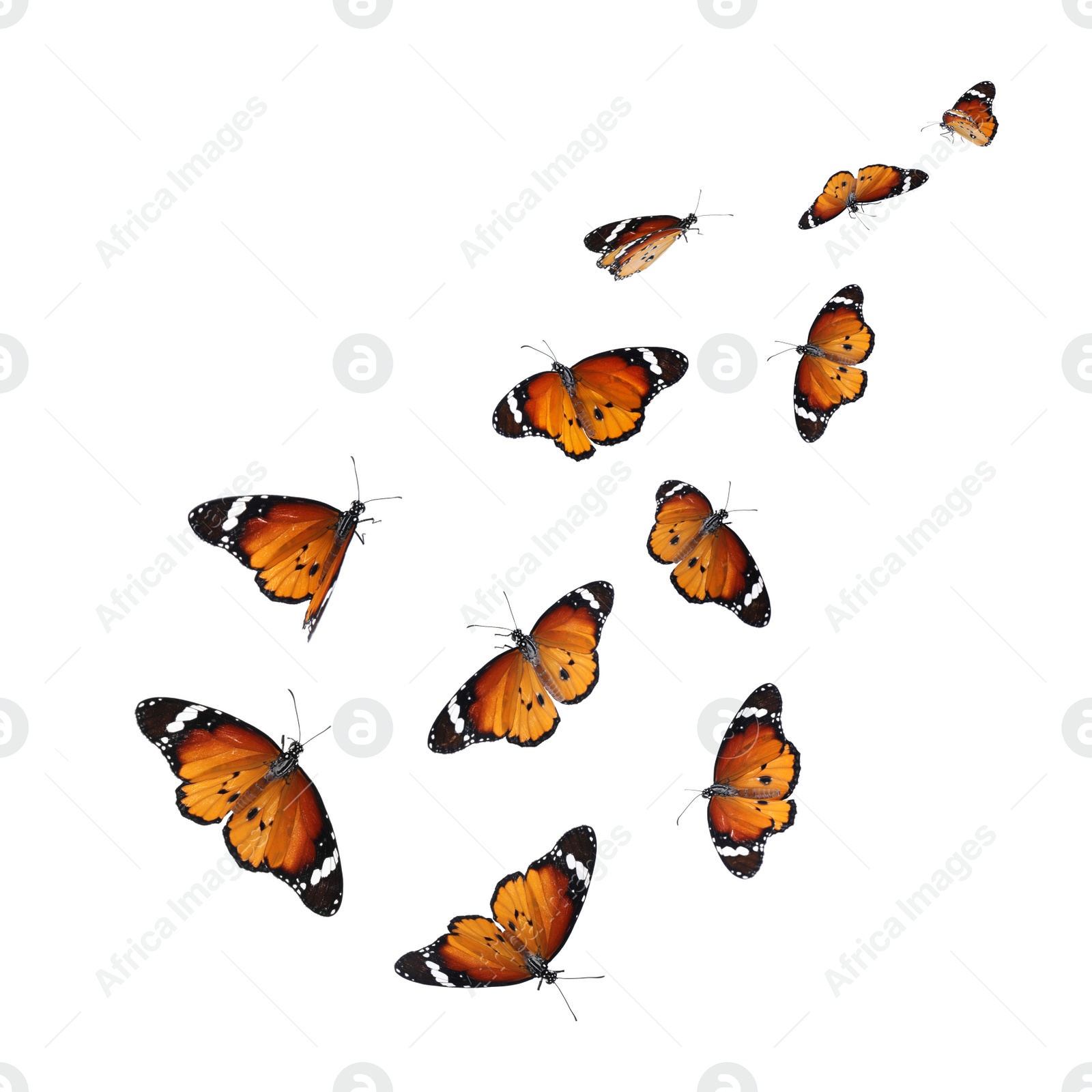 Image of Set of many flying painted lady butterflies on white background