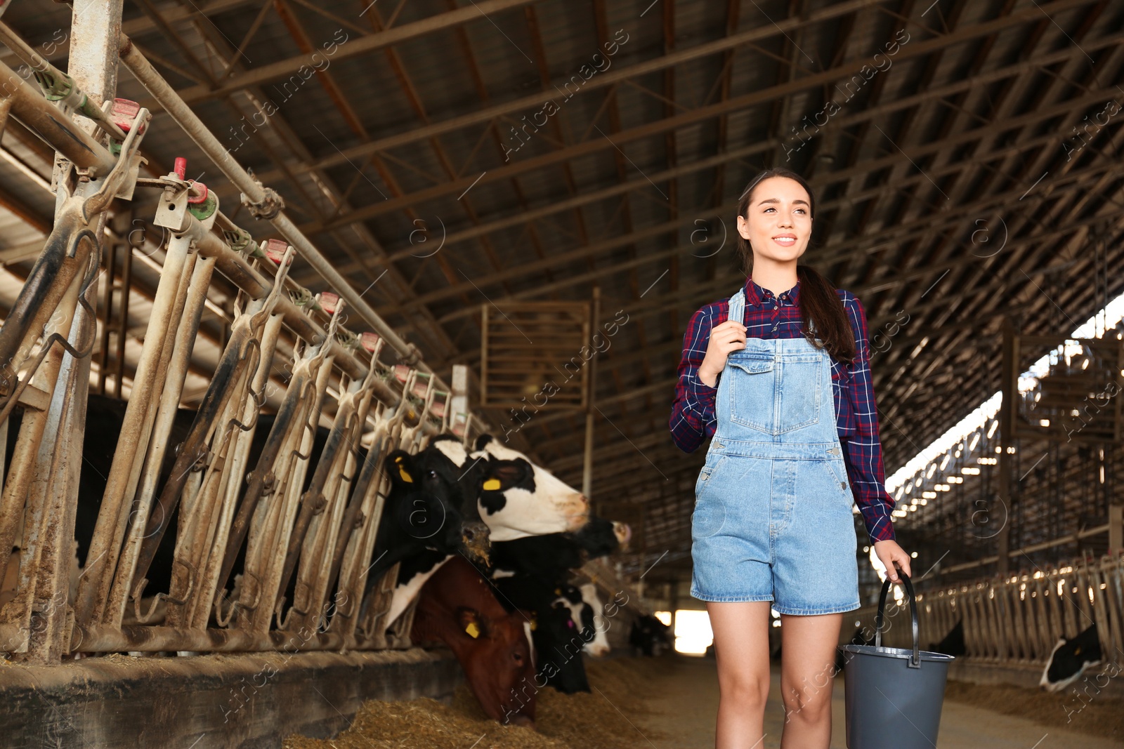 Photo of Young woman with bucket in cowshed on farm. Animal husbandry