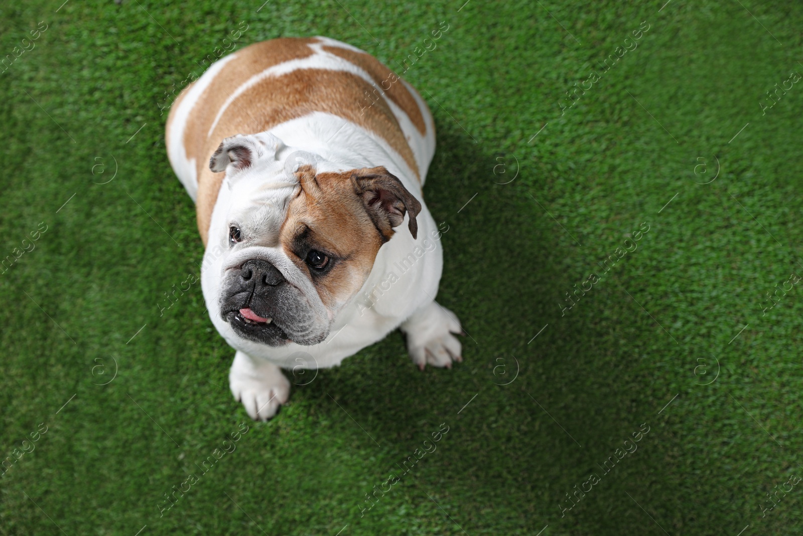 Photo of Adorable funny English bulldog on grass, above view. Space for text