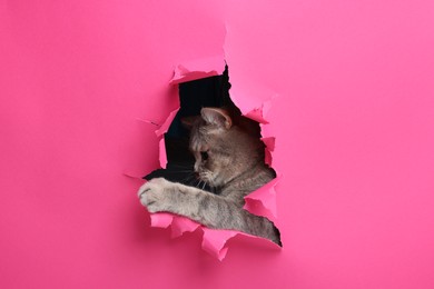 Photo of Cute grey cat peeking out hole in pink paper