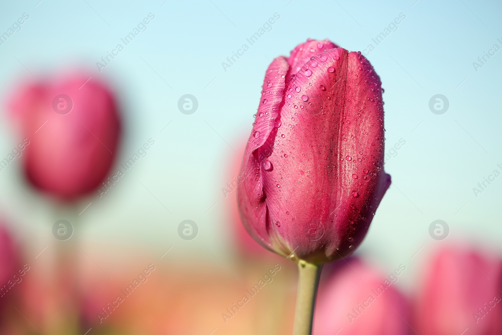 Photo of Blossoming tulip in field on sunny spring day