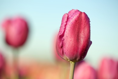 Blossoming tulip in field on sunny spring day