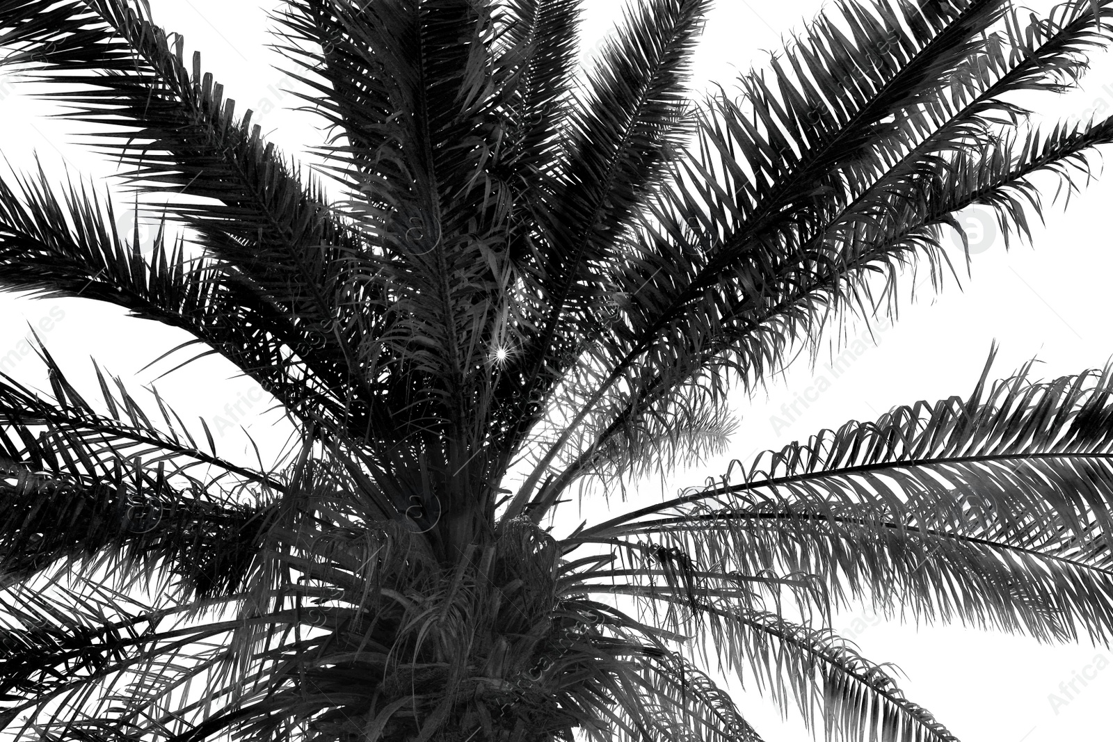Image of Palm with lush leaves, low angle view. Black and white tone