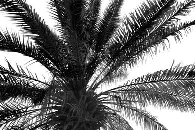 Palm with lush leaves, low angle view. Black and white tone