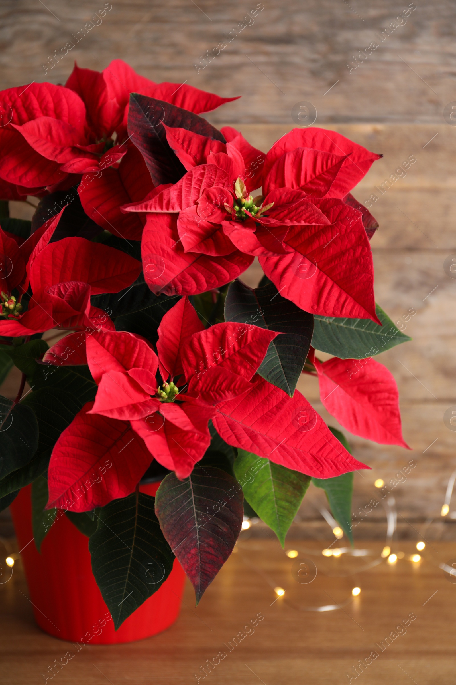 Photo of Poinsettia (traditional Christmas flower) and string lights on wooden table