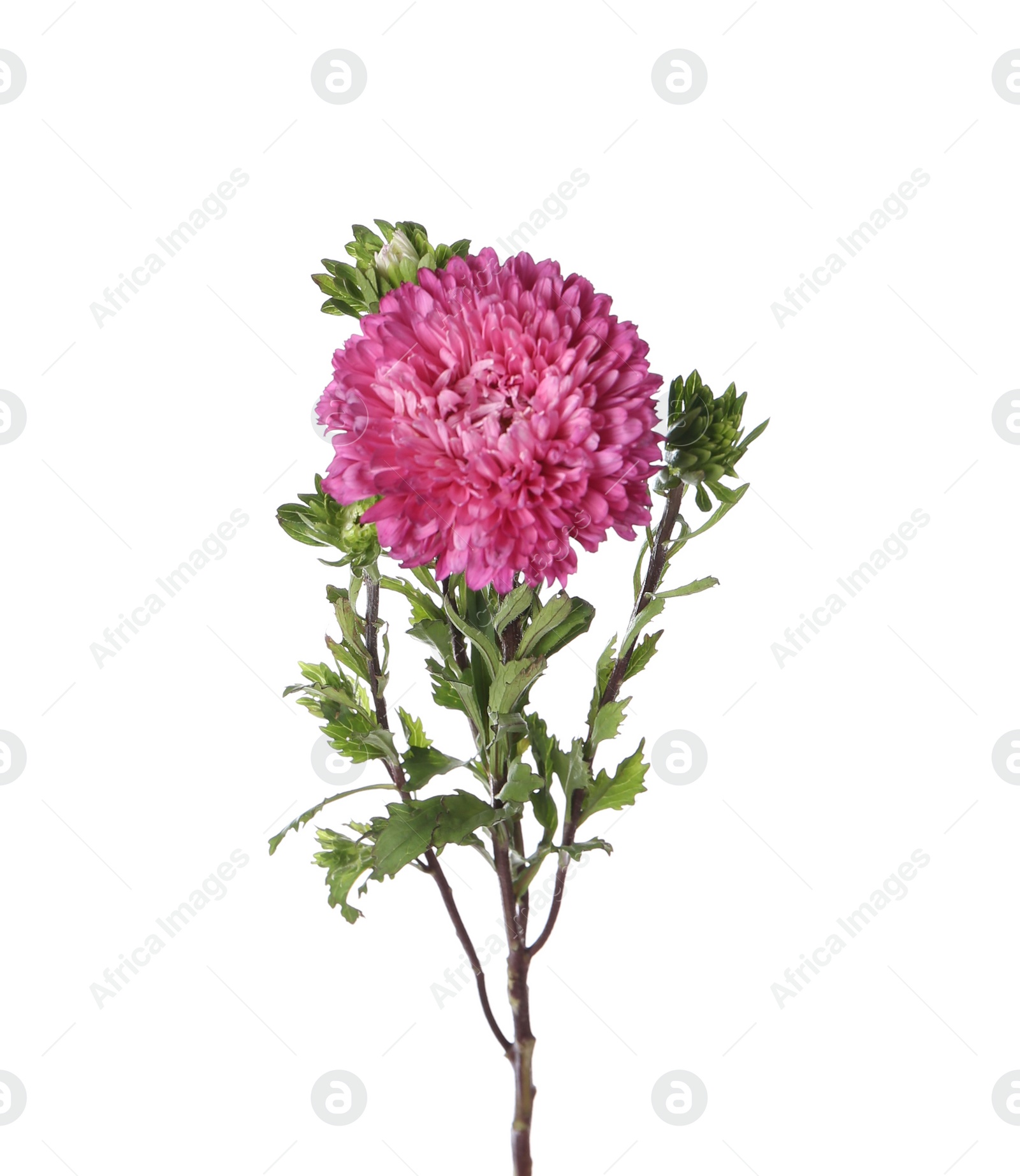 Photo of Beautiful pink aster flower isolated on white