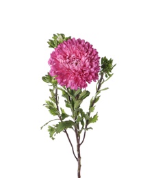 Photo of Beautiful pink aster flower isolated on white