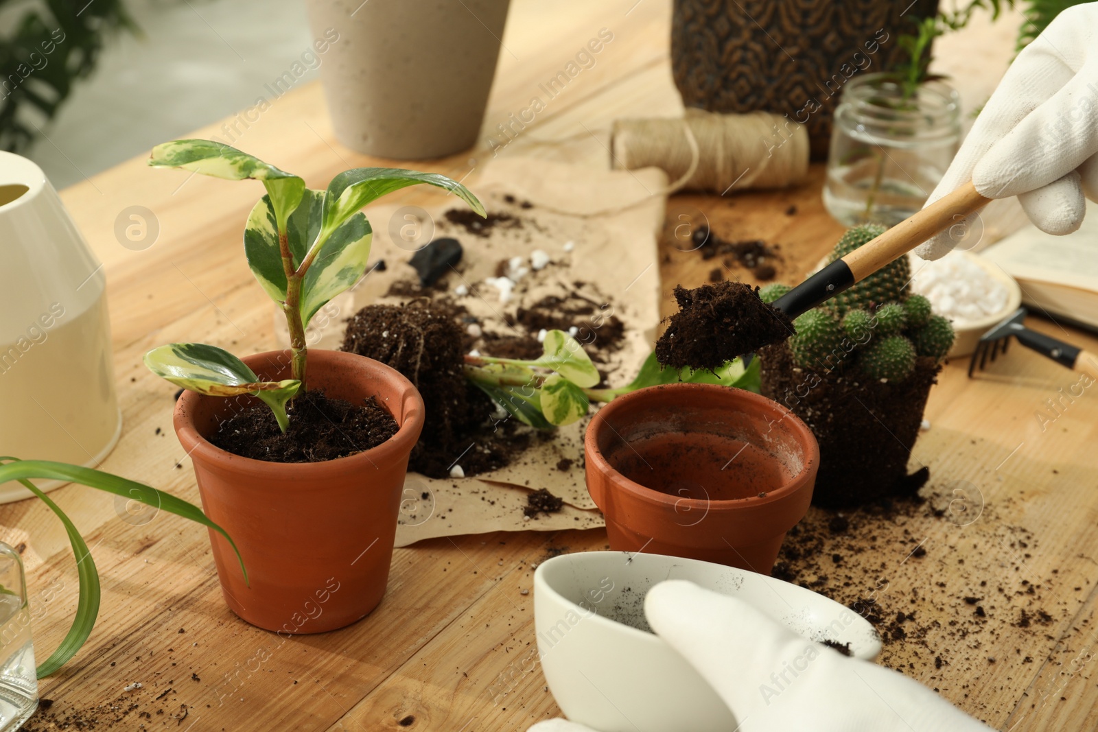 Photo of Woman transplanting houseplants at wooden table, closeup