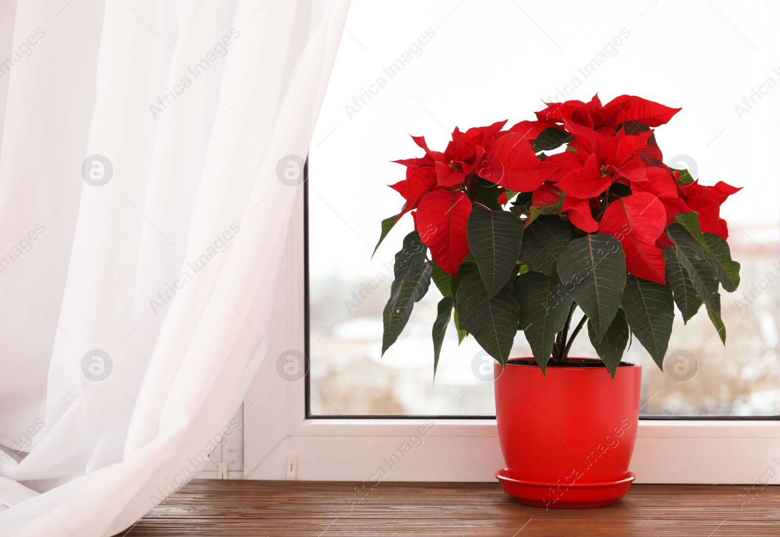 Photo of Beautiful poinsettia (traditional Christmas flower) in pot on windowsill. Space for text