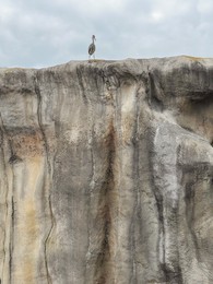 Photo of Beautiful grey stork on rock cliff outside