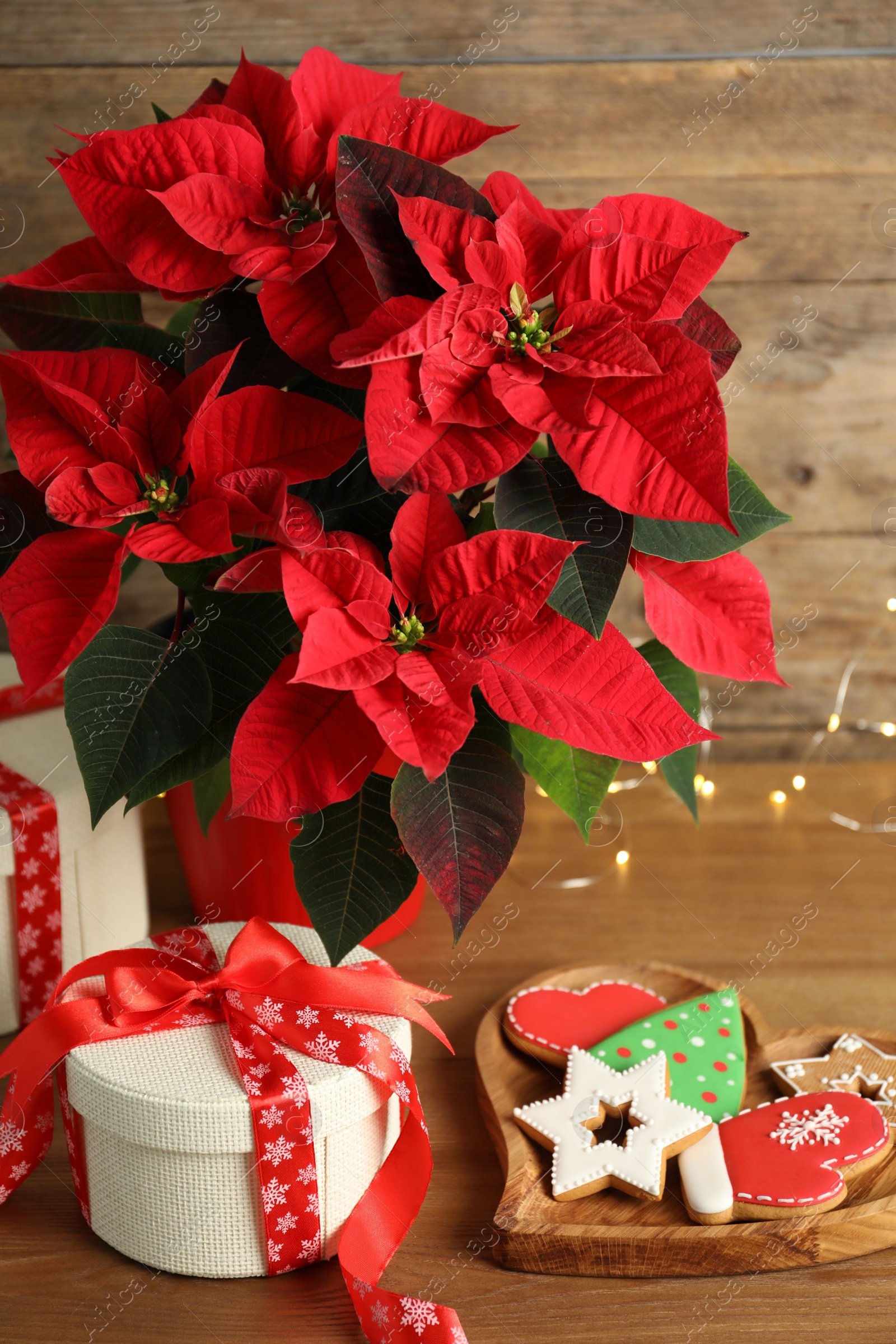 Photo of Poinsettia (traditional Christmas flower), gift boxes and cookies on wooden table