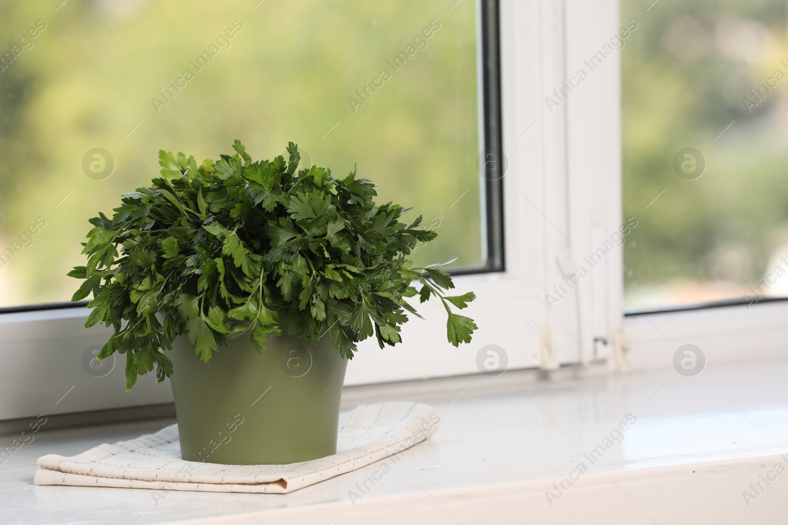Photo of Aromatic parsley growing in pot on window sill. Space for text