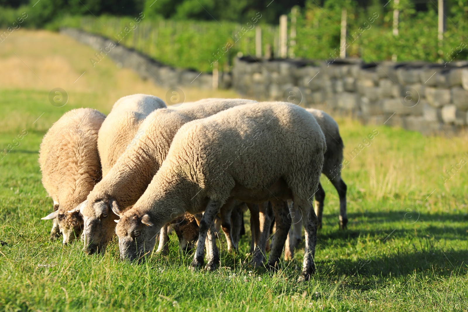 Photo of Many beautiful sheep grazing on pasture. Farm animal