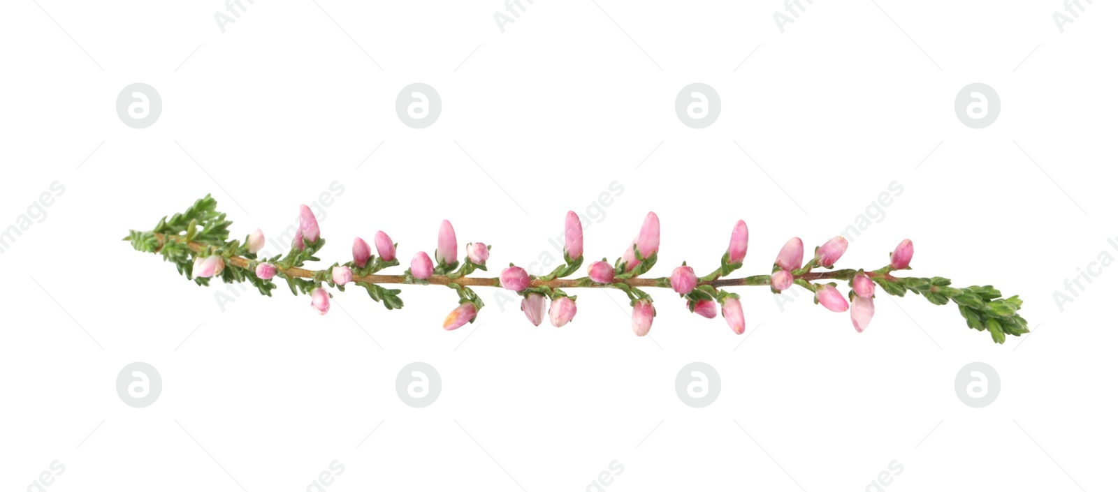 Photo of Sprig of heather with beautiful flowers isolated on white