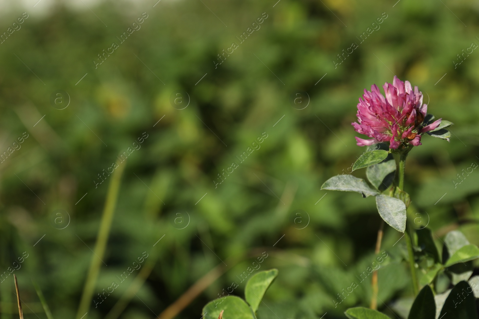 Photo of Beautiful clover flower growing outdoors, space for text