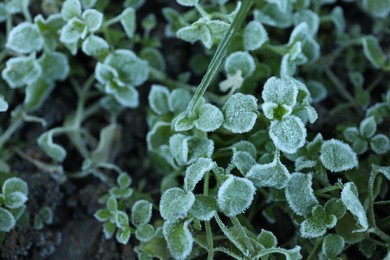 Photo of Green plants covered with hoarfrost on ground, closeup