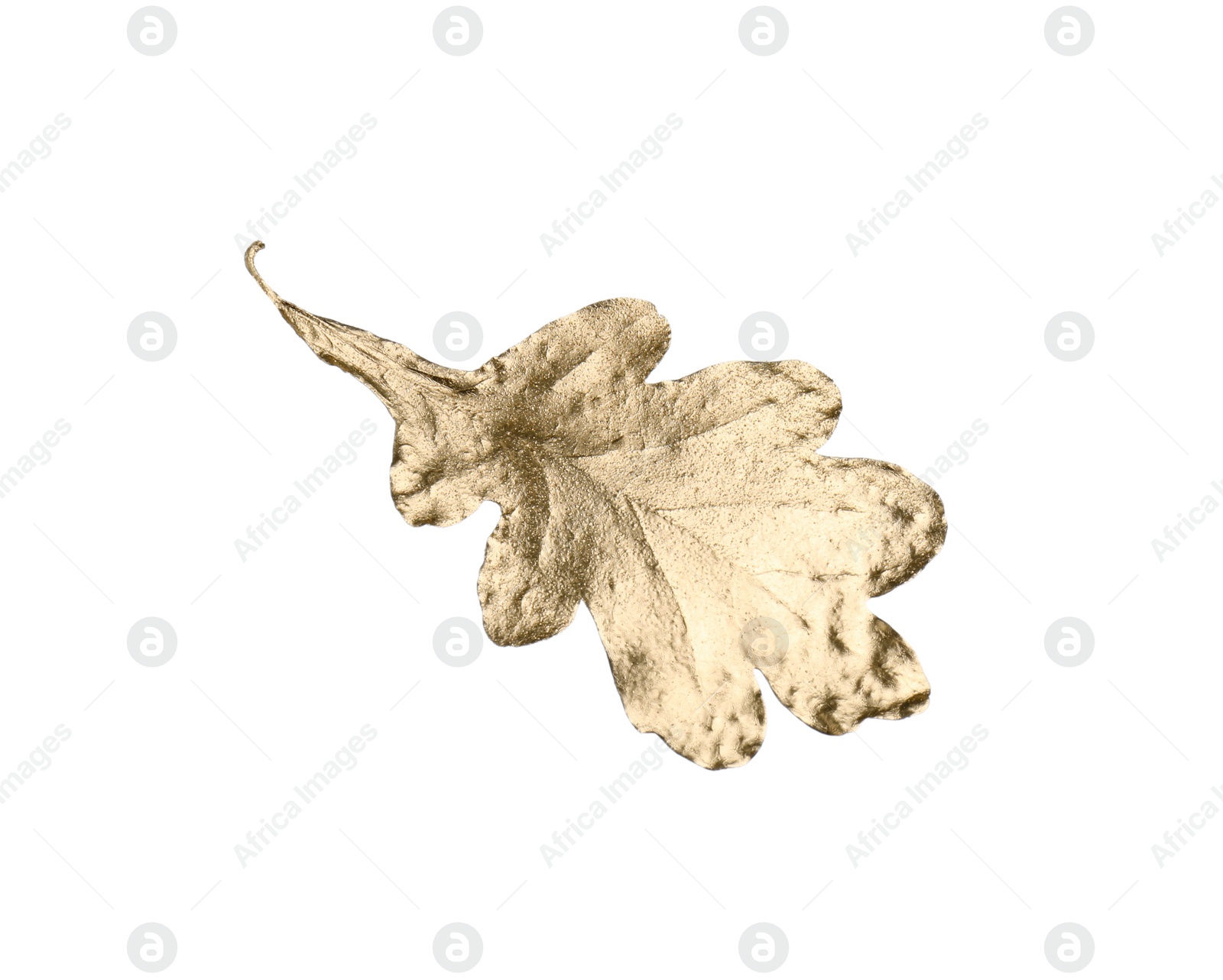 Photo of One golden oak leaf isolated on white. Autumn season