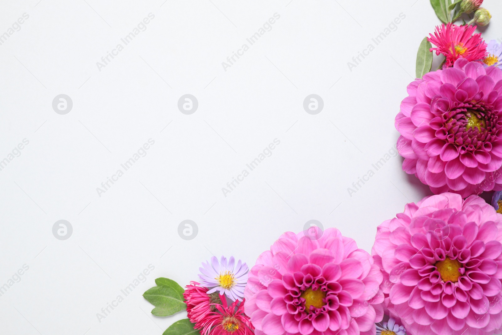 Photo of Flat lay composition with beautiful dahlia flowers and space for design on white background