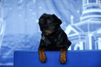 Adorable black Petit Brabancon dog sitting on blurred blue background