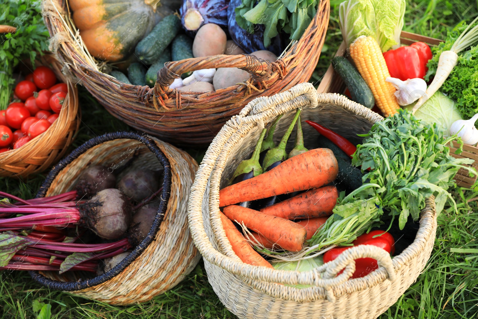 Photo of Different fresh ripe vegetables on green grass, above view