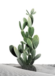 Image of Beautiful cactus in sand on white background. Color toned