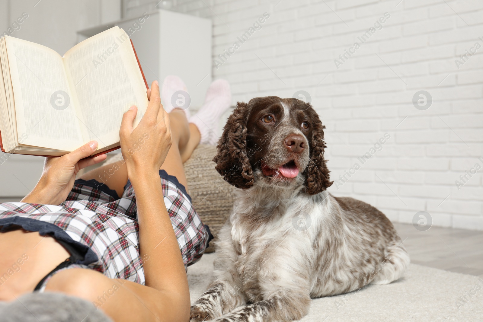 Photo of Adorable Russian Spaniel with owner indoors, closeup view