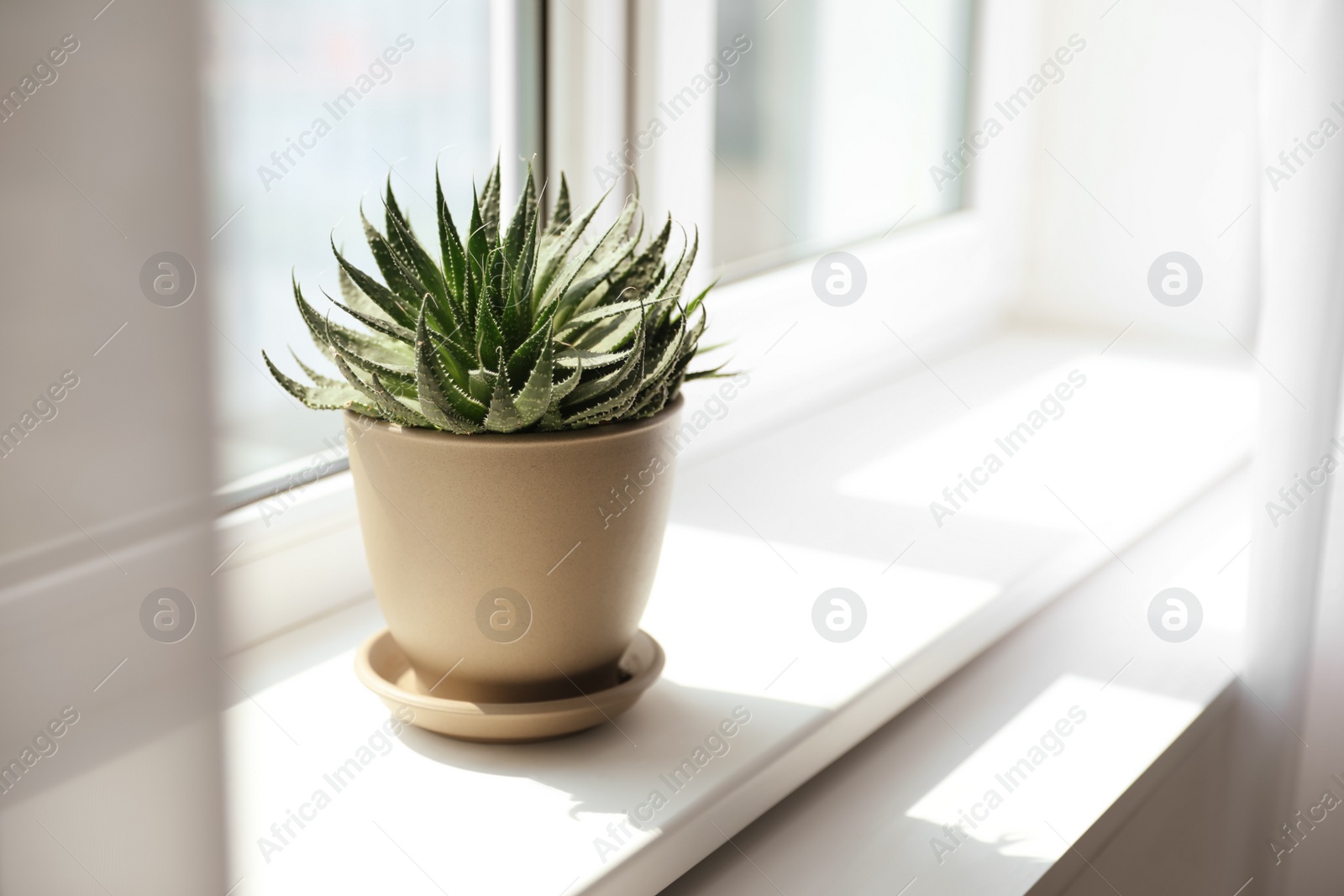 Photo of Beautiful potted plant on windowsill at home. Space for text