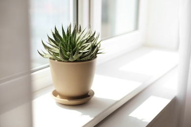 Beautiful potted plant on windowsill at home. Space for text