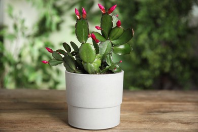 Photo of Beautiful Schlumbergera (Christmas or Thanksgiving cactus) in pot on wooden table