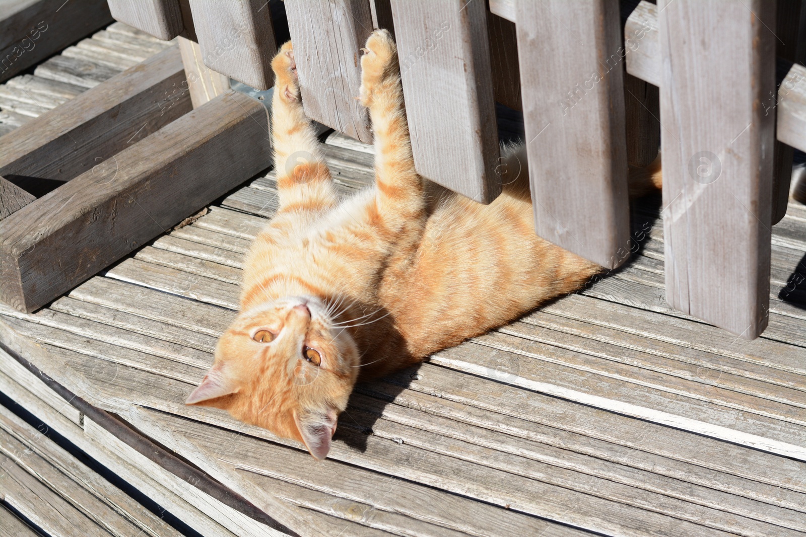 Photo of Lonely stray cat playing outdoors on sunny day. Homeless pet