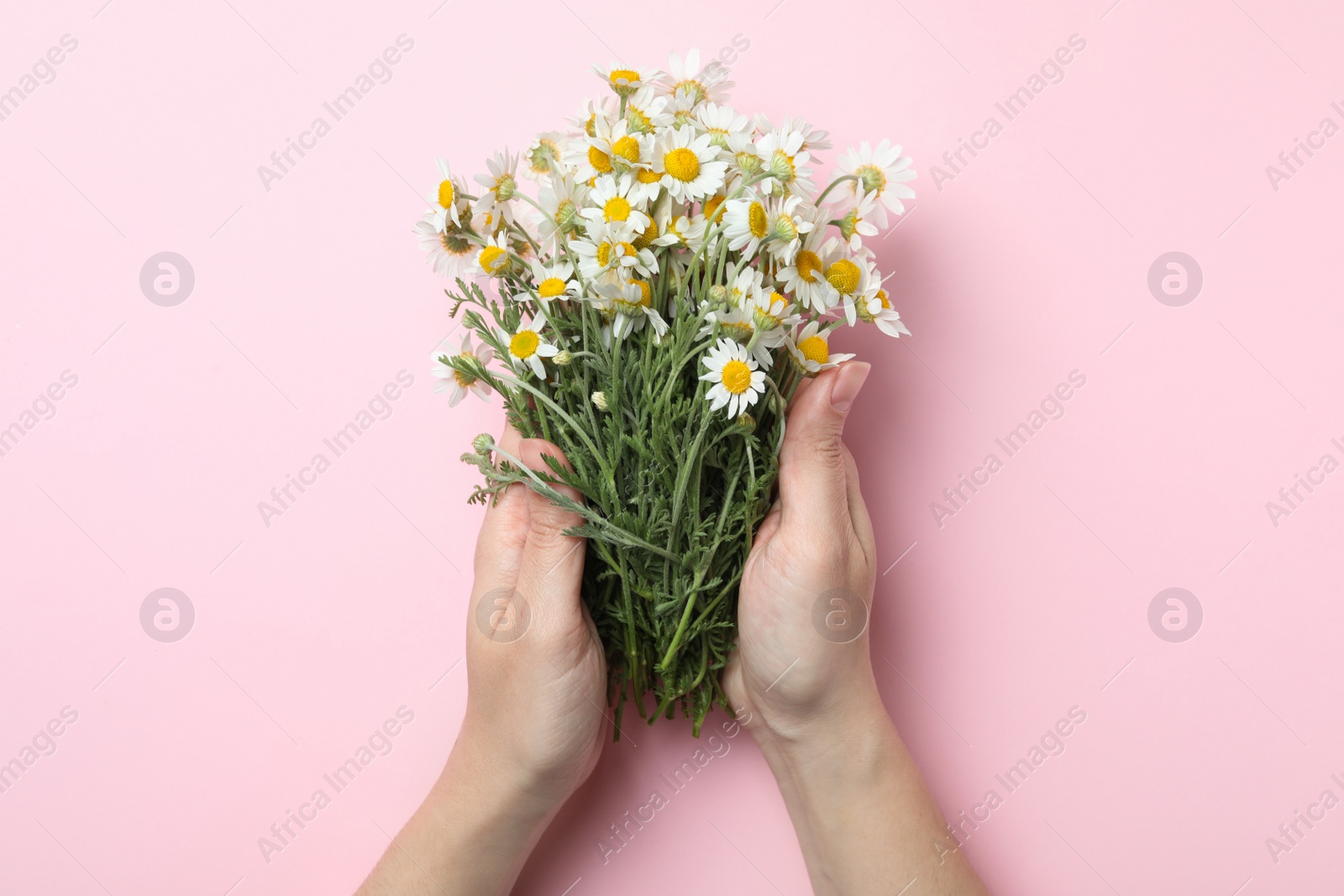 Photo of Woman holding chamomile bouquet on pink background, top view