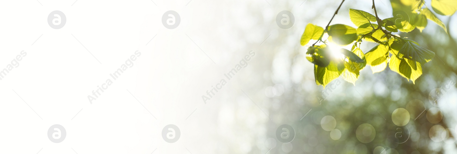 Image of Tree branch with green leaves on sunny day. Springtime