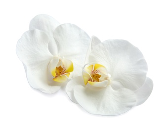 Photo of Beautiful orchid flowers on white background. Tropical plant