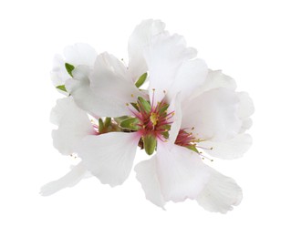 Beautiful spring tree blossoms isolated on white