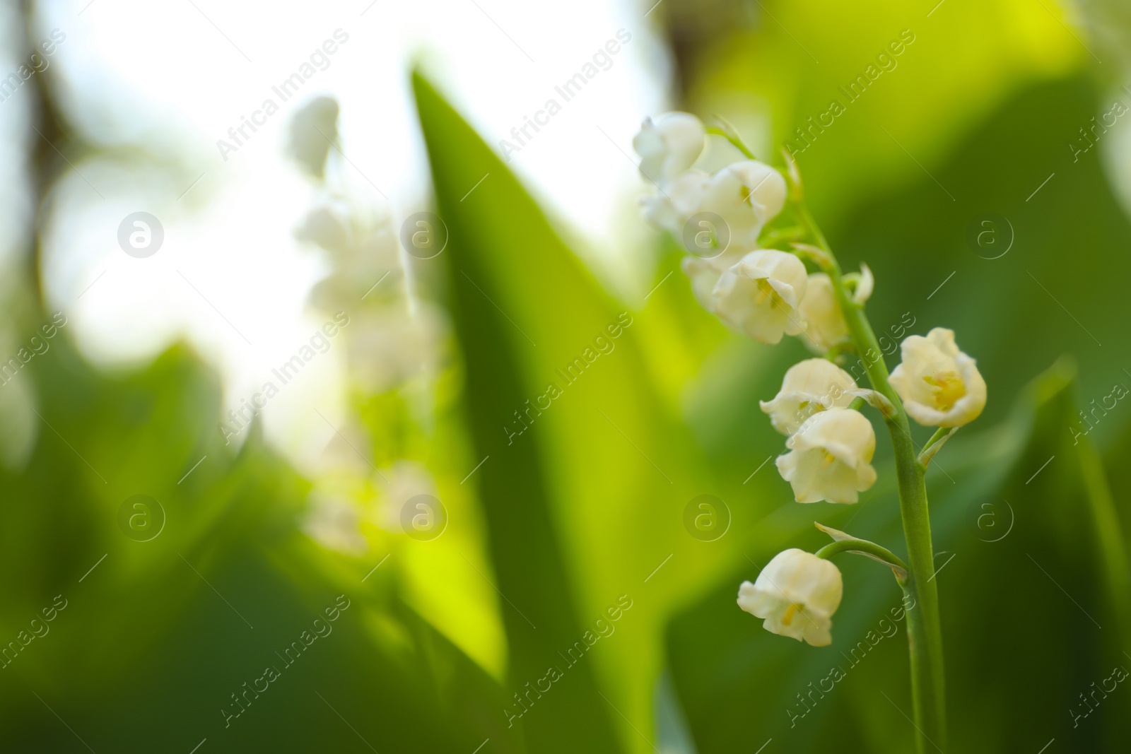 Photo of Beautiful lily of the valley in spring garden, closeup